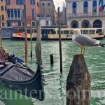 Фото-Чайки,гондолы,Венеция,пейзажи
