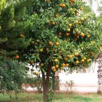 Фото-Апельсины везде- Турция-заказать картину-пейзаж