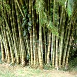 Бамбук-Великолепие Шриланкийской флоры