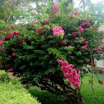 Цветы Шри Ланки,фоторепортаж