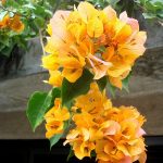 Великолепияе ланкийской флоры