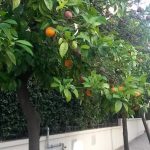 Апельсиновые деревья на улицах Афин