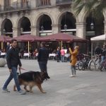 Собаки Барселоны
