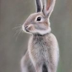 Bunny, Pastel., 40×55, Ольга Сосновська